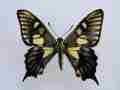 Papilio machaon (artificial aberrant, FB 2) [Internet image property of respective owner, non commercial use only]